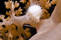   very small cowrie Diminovula sp. sp  